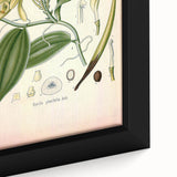 Vintage Botanical Illustration of Vanilla – Botanical Art Prints