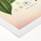 Vintage Botanical Illustration of Vanilla – Botanical Art Prints