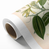 Vintage Botanical Illustration of Vanilla – Botanical Art Prints