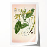 Vintage Botanical Illustration of Vanilla – Botanical Art Prints