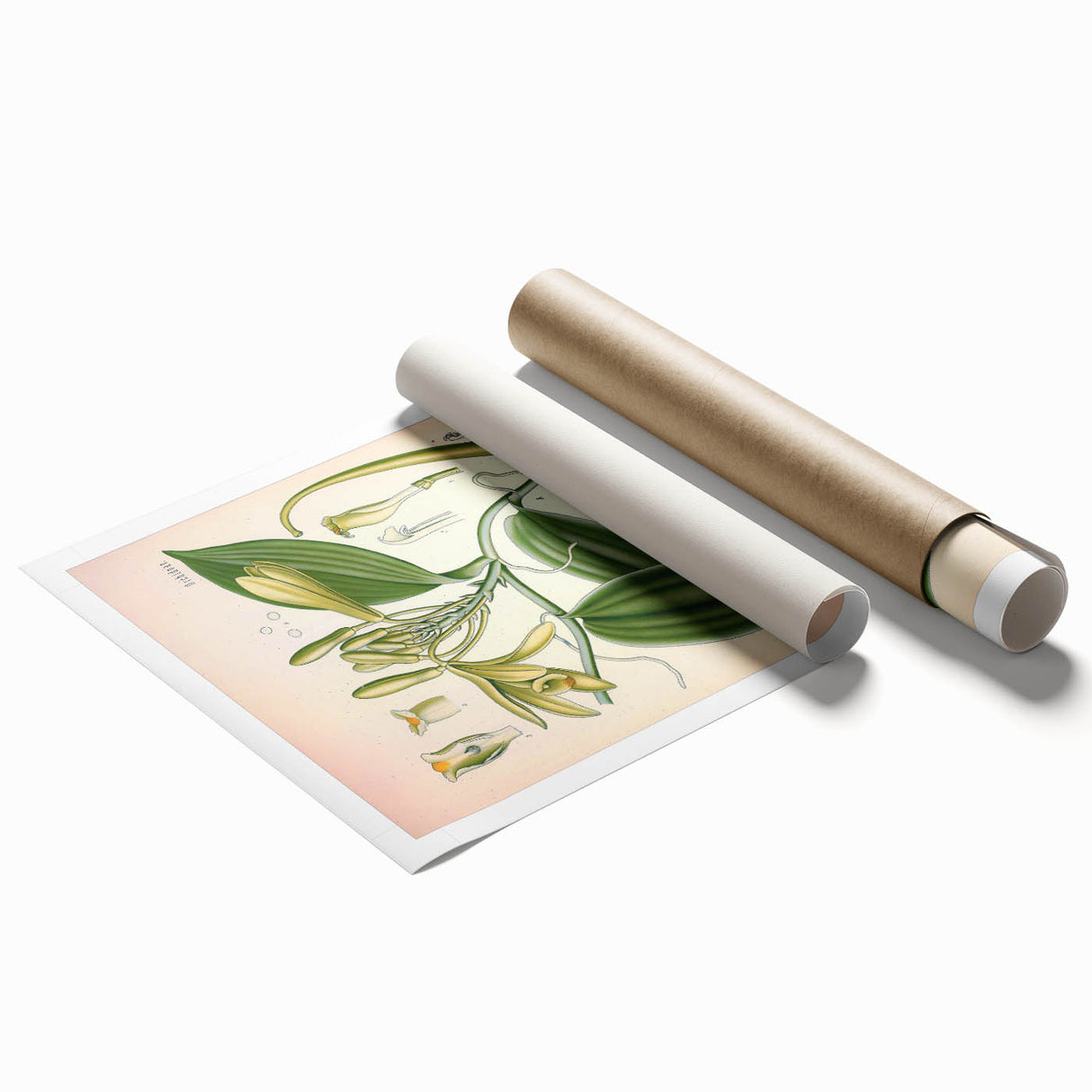 Vintage Botanical Illustration of Vanilla – Botanical Art Prints