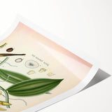 Vintage Botanical Illustration of Vanilla – Botanical Art Prints