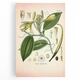 Vintage Botanical Illustration of Vanilla – Botanical Art Prints