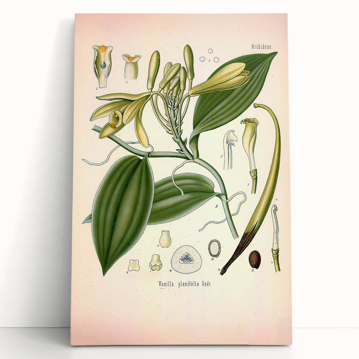 Vintage Botanical Illustration of Vanilla – Botanical Art Prints