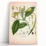 Vintage Botanical Illustration of Vanilla – Botanical Art Prints