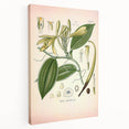 Vintage Botanical Illustration of Vanilla – Botanical Art Prints