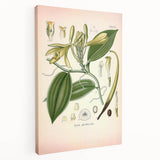 Vintage Botanical Illustration of Vanilla – Botanical Art Prints