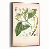Vintage Botanical Illustration of Vanilla – Botanical Art Prints
