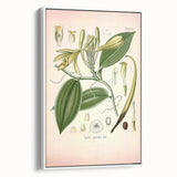 Vintage Botanical Illustration of Vanilla – Botanical Art Prints