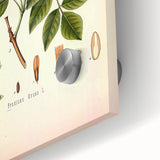 Vintage Botanical Illustration of Fraxinus – Botanical Art Prints