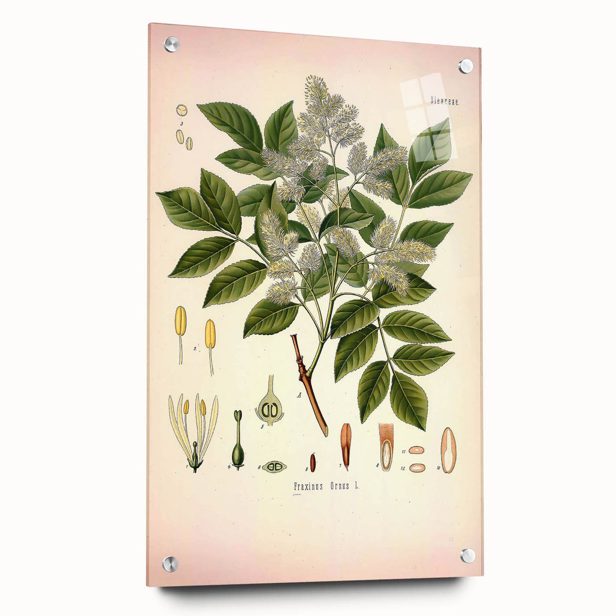Vintage Botanical Illustration of Fraxinus – Botanical Art Prints