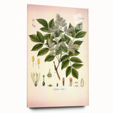 Vintage Botanical Illustration of Fraxinus – Botanical Art Prints