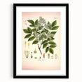 Vintage Botanical Illustration of Fraxinus – Botanical Art Prints