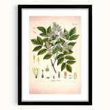 Vintage Botanical Illustration of Fraxinus – Botanical Art Prints
