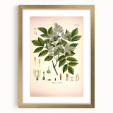Vintage Botanical Illustration of Fraxinus – Botanical Art Prints