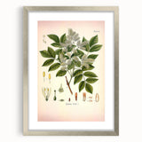 Vintage Botanical Illustration of Fraxinus – Botanical Art Prints