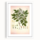 Vintage Botanical Illustration of Fraxinus – Botanical Art Prints