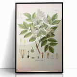 Vintage Botanical Illustration of Fraxinus – Botanical Art Prints