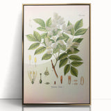 Vintage Botanical Illustration of Fraxinus – Botanical Art Prints