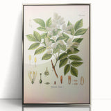 Vintage Botanical Illustration of Fraxinus – Botanical Art Prints
