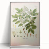 Vintage Botanical Illustration of Fraxinus – Botanical Art Prints