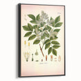 Vintage Botanical Illustration of Fraxinus – Botanical Art Prints