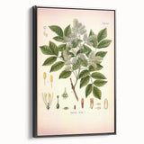 Vintage Botanical Illustration of Fraxinus – Botanical Art Prints