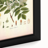 Vintage Botanical Illustration of Fraxinus – Botanical Art Prints