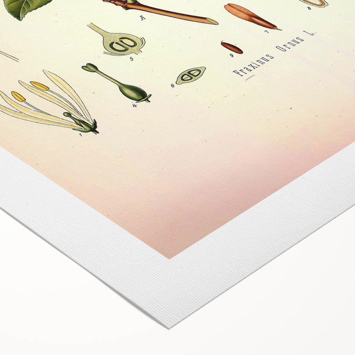 Vintage Botanical Illustration of Fraxinus – Botanical Art Prints