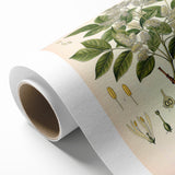 Vintage Botanical Illustration of Fraxinus – Botanical Art Prints