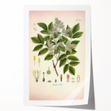 Vintage Botanical Illustration of Fraxinus – Botanical Art Prints