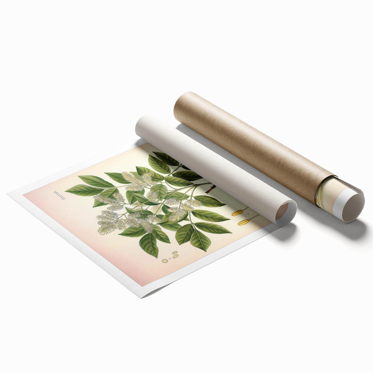 Vintage Botanical Illustration of Fraxinus – Botanical Art Prints
