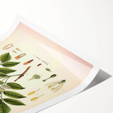 Vintage Botanical Illustration of Fraxinus – Botanical Art Prints
