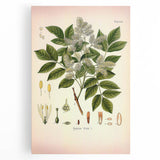 Vintage Botanical Illustration of Fraxinus – Botanical Art Prints