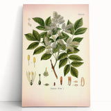 Vintage Botanical Illustration of Fraxinus – Botanical Art Prints