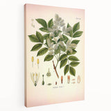 Vintage Botanical Illustration of Fraxinus – Botanical Art Prints