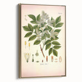 Vintage Botanical Illustration of Fraxinus – Botanical Art Prints