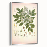Vintage Botanical Illustration of Fraxinus – Botanical Art Prints