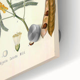 Vintage Botanical Illustration of Acacia – Botanical Art Prints
