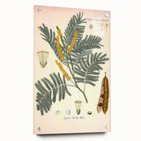 Vintage Botanical Illustration of Acacia – Botanical Art Prints