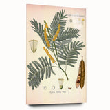Vintage Botanical Illustration of Acacia – Botanical Art Prints