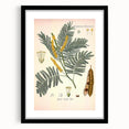 Vintage Botanical Illustration of Acacia – Botanical Art Prints