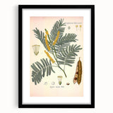 Vintage Botanical Illustration of Acacia – Botanical Art Prints