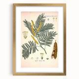 Vintage Botanical Illustration of Acacia – Botanical Art Prints