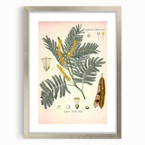 Vintage Botanical Illustration of Acacia – Botanical Art Prints