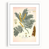 Vintage Botanical Illustration of Acacia – Botanical Art Prints