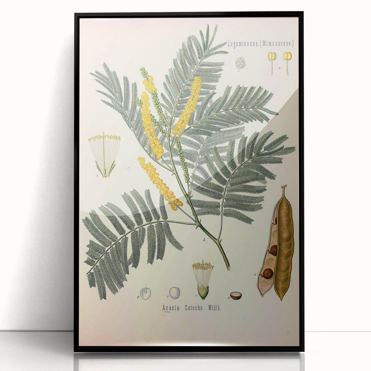 Vintage Botanical Illustration of Acacia – Botanical Art Prints