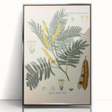 Vintage Botanical Illustration of Acacia – Botanical Art Prints