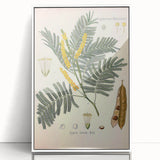 Vintage Botanical Illustration of Acacia – Botanical Art Prints