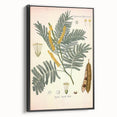 Vintage Botanical Illustration of Acacia – Botanical Art Prints